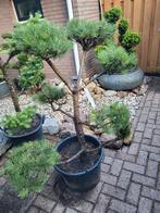 Pinus sylvestris vormsnoei bonsai, Tuin en Terras, Planten | Bomen, Ophalen, Overige soorten, Minder dan 100 cm