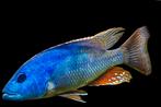 Malawi Cichliden: Nimbochromis fuscotaeniatus, Vis, Zoetwatervis