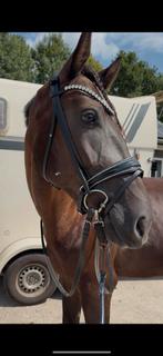 Hoofdstel Ivy Horsefashion, Dieren en Toebehoren, Ophalen of Verzenden, Zo goed als nieuw