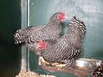 Amrock kriel kippen | Rustig karakter | Deskundig advies, Dieren en Toebehoren, Pluimvee, Kip, Meerdere dieren
