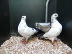 Tipler duiven, Meerdere dieren, Overige soorten
