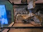 Terrarium 120x50x60 incl. 3D wand, Dieren en Toebehoren, Reptielen en Amfibieën | Toebehoren, Ophalen, Gebruikt