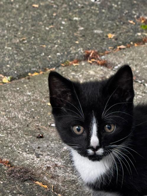 Kitten, Dieren en Toebehoren, Katten-accessoires, Ophalen of Verzenden