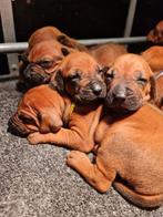 Rhodesian Ridgeback pups, Dieren en Toebehoren, Honden | Beagles, Bassets en Lopende honden, 8 tot 15 weken, Meerdere, Meerdere dieren