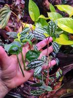 Terrarium/ paludarium plant stekken, Dieren en Toebehoren, Reptielen en Amfibieën | Toebehoren, Ophalen of Verzenden, Tak, Plant, Rots of Steen