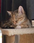 Mooie kittens! X bengaal, Dieren en Toebehoren, Katten en Kittens | Overige Katten, Meerdere dieren, Kortharig, 0 tot 2 jaar