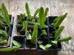 Disocactus phyllanthoides stekjes te koop, Ophalen of Verzenden