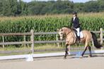 🌟 Irish Sport Horse merrie – valkkleur – 5 jaar 🌟, Dieren en Toebehoren, Merrie, Gechipt, M, Dressuurpaard