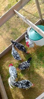 Bonte Leghorn broedeieren, Dieren en Toebehoren, Pluimvee, Geslacht onbekend, Kip