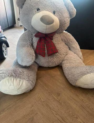 Grote Ted beschikbaar voor biedingen