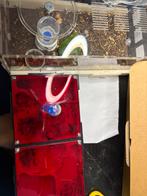 Iridomyrmex purpureus /werksters 100/150 broed larve nest, Mieren