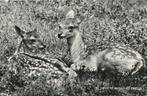 19138 Ermelo zo ziet u de natuur bij, Verzamelen, Ansichtkaarten | Nederland, Ophalen of Verzenden, Gelderland