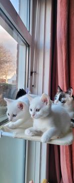 Snowshoe x Pers kittens, Meerdere dieren