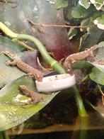 Rouwgekko's, Dieren en Toebehoren, Reptielen en Amfibieën, Amfibie, 0 tot 2 jaar