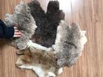 Konijnen vacht, Dieren en Toebehoren, Pluimvee, Meerdere dieren, Overige soorten