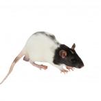 Diepvries voeder ratten diverse groottes, Dieren en Toebehoren, Reptielen en Amfibieën | Toebehoren, Ophalen