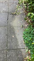 Gratis af te halen: 60x60 tegels, Tuin en Terras, Ophalen, Gebruikt, Beton, Terrastegels