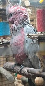 Roze kaketoe, volledig getest, man geboren 2024, Dieren en Toebehoren, Vogels | Parkieten en Papegaaien, Mannelijk, Papegaai