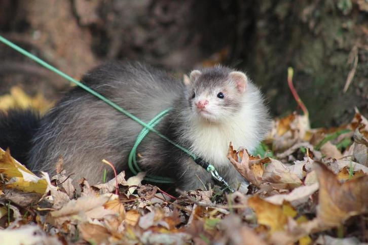 Frettentuigjes geheel op maat en naar wens gemaakt!, Dieren en Toebehoren, Overige Dieren-accessoires, Nieuw, Ophalen of Verzenden