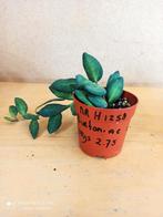 hoya burtoniae potmaat 6.5 nummer H1258, Ophalen of Verzenden, Halfschaduw, Minder dan 100 cm