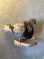 Valenciana duif, Dieren en Toebehoren, Vogels | Duiven, Vrouwelijk, Kropper