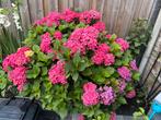 Roze Hortensia - Prachtige Tuinplant, Tuin en Terras, Planten | Tuinplanten, Vaste plant, Halfschaduw, Zomer, Ophalen