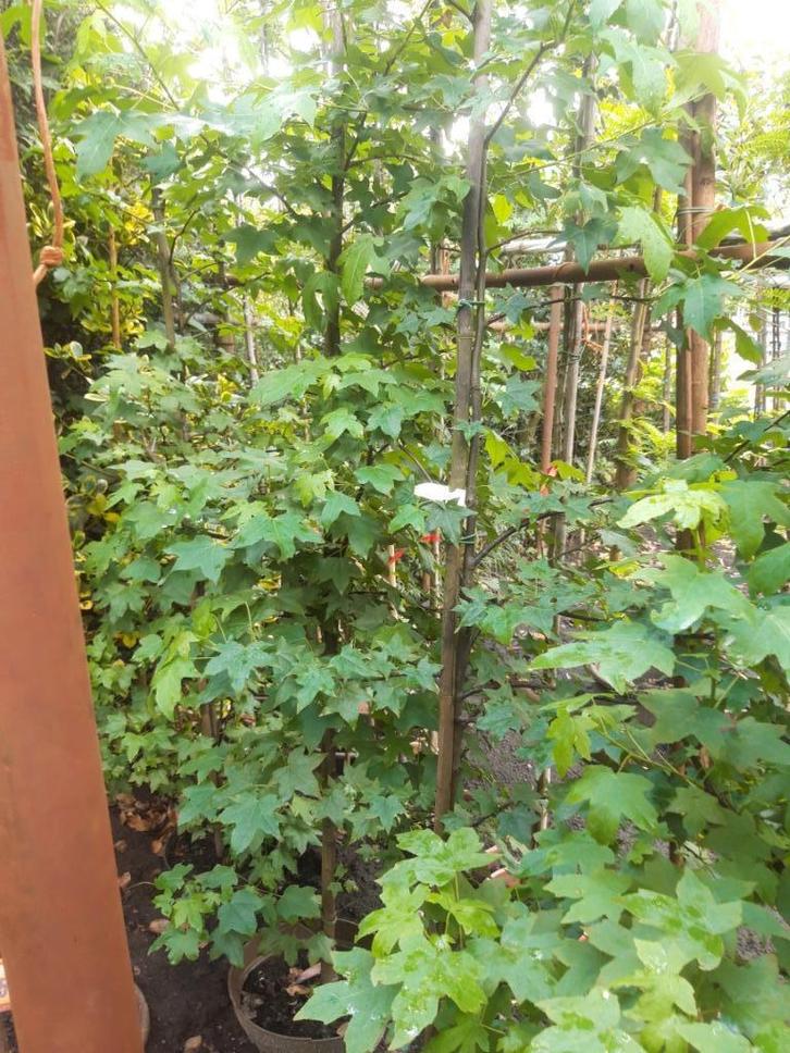 Liquidambar Styraciflua  boom in pot, Tuin en Terras, Planten | Bomen, Overige soorten, 100 tot 250 cm, Volle zon, Bloeit niet