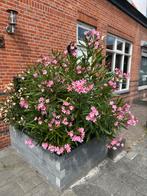 Roze / gele Oleander - 100-130cm - gratis ophalen, Tuin en Terras, Planten | Struiken en Hagen, Ophalen, Overige soorten, Struik