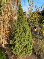 Witte Spar - 110cm, Tuin en Terras, Planten | Bomen, Bloeit niet, Overige soorten, 100 tot 250 cm, Ophalen