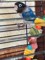 Agapornis en kanarie, Dieren en Toebehoren, Meerdere dieren, Parkiet