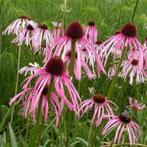 Zaden Echinacea pallida, Tuin en Terras, Verzenden, Volle zon