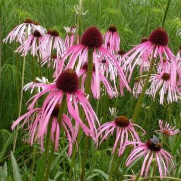 Zaden Echinacea pallida beschikbaar voor biedingen