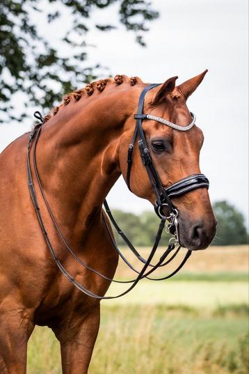 L'Anique Stang en Trens Hoofdstel Armani - Cob of Full beschikbaar voor biedingen