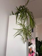 Stekjes, Ophalen of Verzenden, Halfschaduw, Minder dan 100 cm