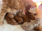 Maine Coon rode kittens XXL, Meerdere dieren, Gechipt, 0 tot 2 jaar