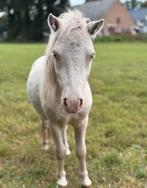 Prachtige mini cremello jaarling hengstje!!, Dieren en Toebehoren, Pony's, Gechipt, Niet van toepassing, 0 tot 2 jaar, Hengst