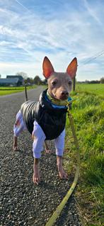 American Hairless Terriër, Dieren en Toebehoren, Rabiës (hondsdolheid), 15 weken tot 1 jaar, Eén hond, Nederland