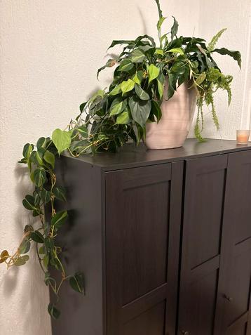 Mooie plant met pot te koop! beschikbaar voor biedingen