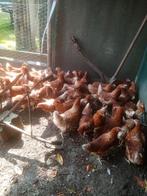 Mooie jonge bruine leghennen.19wk.ook inname oude, Dieren en Toebehoren, Pluimvee, Vrouwelijk, Kip