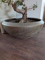 Grote bloempot schaal goud 54 x 24, Ophalen, Rond, Overige materialen