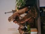 Bunzing opgezet, Dieren en Toebehoren, Ophalen of Verzenden, Zo goed als nieuw, Terrarium of Paludarium