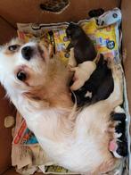 2 mooie Cavelier King Charles spaniel puppies gekruist met e, Overige rassen, CDV (hondenziekte), 8 tot 15 weken, Meerdere