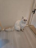 Perzische jong kat, Dieren en Toebehoren, Katten en Kittens | Raskatten | Langhaar, Kater, Ontwormd, 0 tot 2 jaar