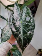 Alocasia pink dragon pink variegata knollen, Ophalen of Verzenden, Overige soorten, Minder dan 100 cm