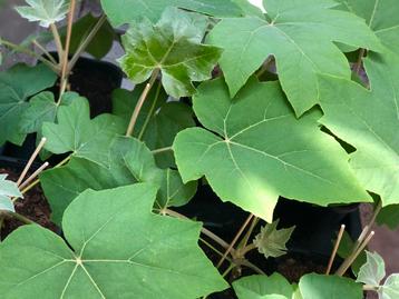 Rijstpapierplant Tetrapanax papyrifer beschikbaar voor biedingen