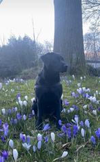 Nestaankondiging labrador pups, Dieren en Toebehoren, Honden | Retrievers, Spaniëls en Waterhonden, 8 tot 15 weken, Labrador retriever