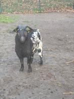 Dwergbok te koop, Dieren en Toebehoren