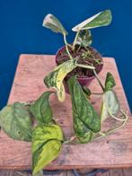 Scindapsus Jade Satin Aurea p10 (2)