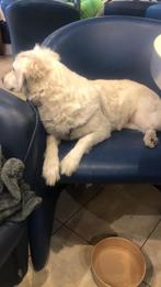 Hond voor te koop, Dieren en Toebehoren, Honden | Niet-rashonden, Particulier, Rabiës (hondsdolheid), Buitenland, Teef
