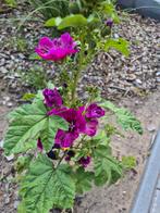 Kaasjeskruid Zaden - Eetbaar & Geneeskrachtig, Tuin en Terras, Planten | Tuinplanten, Volle zon, Eenjarig, Ophalen of Verzenden